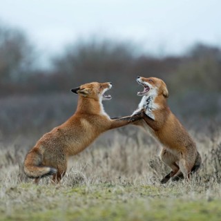 Red fox (Vulpes vulpes), foxes fighting, fight, two red foxes have come into conflict during the