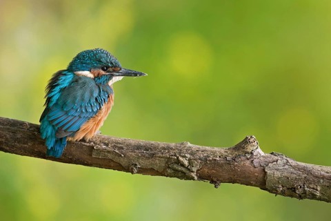 Kingfisher (Alcedo atthis), juvenile, freshly fledged young bird, still dull plumage colours