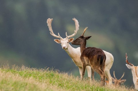 European fallow deer (Dama dama) stags on a meadow, tirol, Kitzbühel, Wildpark Aurach, Austria,