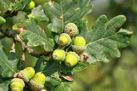 Acorns and leaves of sessile oak (Quercus sessiliflora), Wilnsdorf, North Rhine-Westphalia,