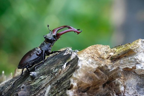 Fascinating stag beetle (Lucanus cervus), insect of the year 2012, June, Saxony, Germany, Europe
