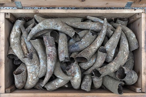 Cow horns in a wooden box, Bavaria, Germany, Europe