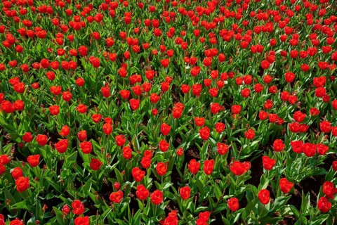 Red tulips in large numbers, densely planted and colourful, Keukenhof, Lisse, province of South