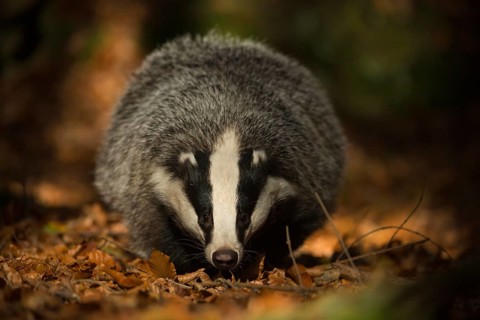 On the forest floor... European badger (Meles meles) foraging, frontal view, black and white