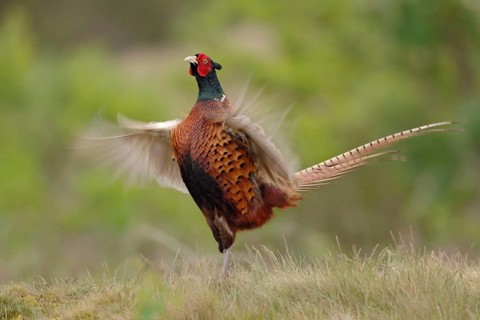 Courtship... Hunting pheasant (Phasianus colchicus), male, pheasant cock, standing erect on a small