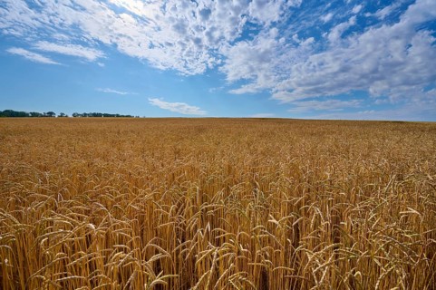 Untouched wheat field under a slightly cloudy summer sky, summer, Retzstadt, Main Spessart
