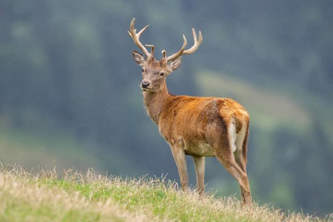 Red deer (Cervus elaphus) stag on a meadow in tirol, Kitzbühel, Wildpark Aurach, Austria, Europe