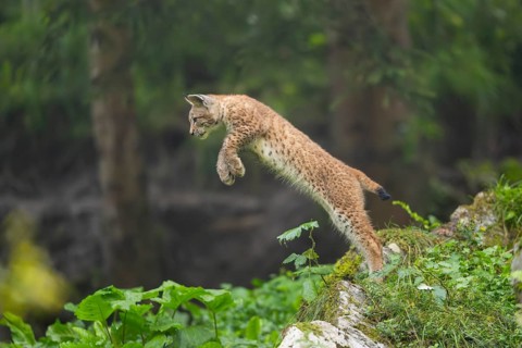 Eurasian lynx (Lynx lynx) youngster jumping in the air, Bavaria, Germany, Europe