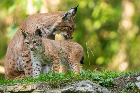 Eurasian lynx (Lynx lynx) mother with her youngster, Austria, Europe