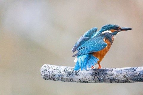 Kingfisher (Alcedo atthis) Germany