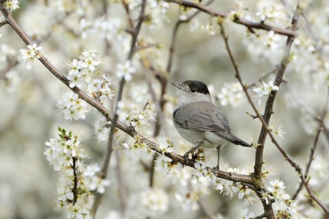 In the blooming hawthorn... Blackcap (Sylvia atricapilla), male in spring sitting in the bushes, in