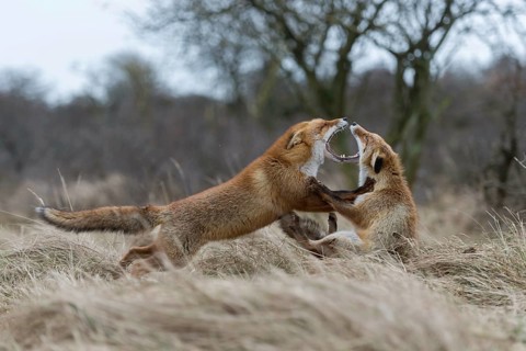 Demonstration of power... Red fox (Vulpes vulpes), two foxes fighting, one fox is clearly superior
