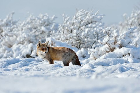 In a snow-covered landscape... Red fox (Vulpes vulpes) in winter, on a sunny day in high, freshly