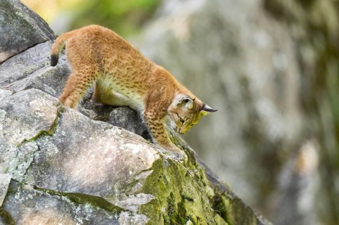 Eurasian lynx (Lynx lynx) youngster climbing on a rock, Bavaria, Germany, Europe