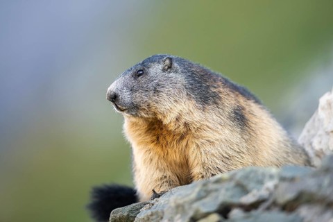 Alpine marmot (Marmota marmota) in autumn, Grossglockner, High Tauern National Park, Austria,