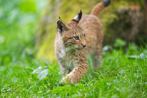 Eurasian lynx (Lynx lynx) youngster on a meadow, Bavaria, Germany, Europe