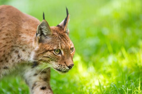 Eurasian lynx (Lynx lynx), portrait, Austria, Europe