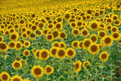A wide field full of blooming sunflowers on a sunny day, summer, Thüngen, Main Spessart district,
