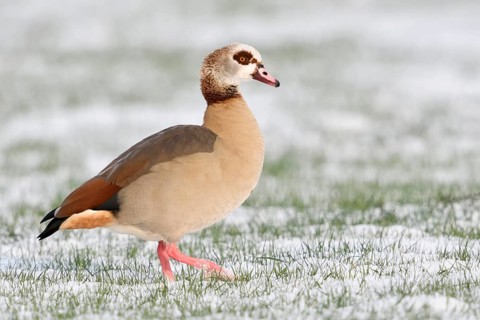 Nile goose (Alopochen aegyptiacus) in winter, wild goose walking across a field in freshly fallen