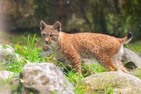 Eurasian lynx (Lynx lynx) youngster on a rock, Austria, Europe