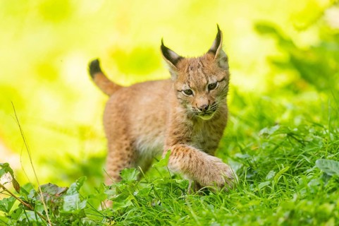 Eurasian lynx (Lynx lynx) youngster on a meadow, Bavaria, Germany, Europe