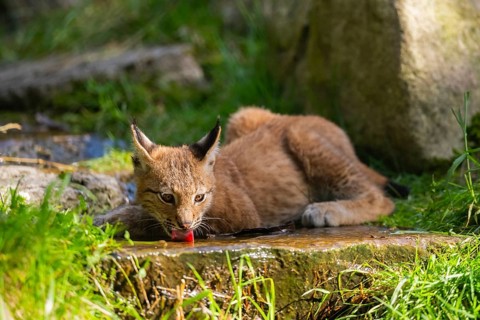 Eurasian lynx (Lynx lynx) youngster drinking water, Austria, Europe