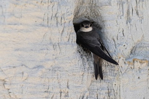 Sand martin (Riparia riparia), Emsland, Lower Saxony, Germany, Europe
