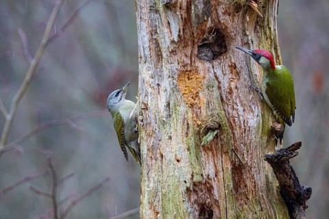 Grey-headed Woodpecker (Picus canus) wbl and Green Woodpecker (Picus viridis) ml Germany