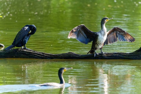 Two cormorants on a tree trunk by the water, one preens itself, the other spreads its wings,
