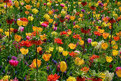 Vibrant flower field with a variety of colourful tulips and other spring flowers, Keukenhof, Lisse,