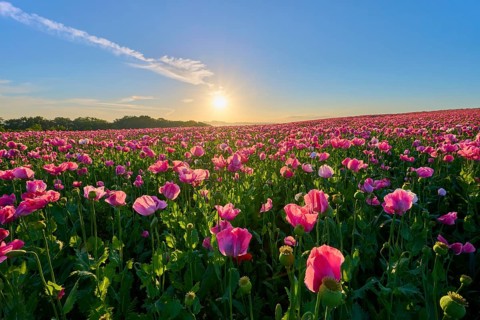 Opium poppy (Papaver somniferum), pink poppy field at clear sunrise, summer, Germerode, Geo nature