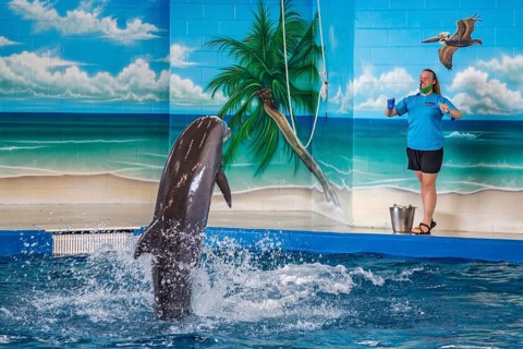 Trainers working with Dolphins during show at Ocean Adventures Marine Park in Gulfport, Mississippi