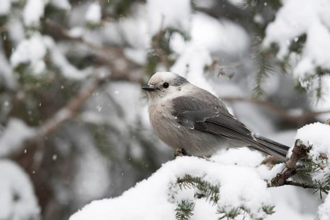 Tit Jay (Perisoreus canadensis) in winter during snowfall in a tree, also known in America as