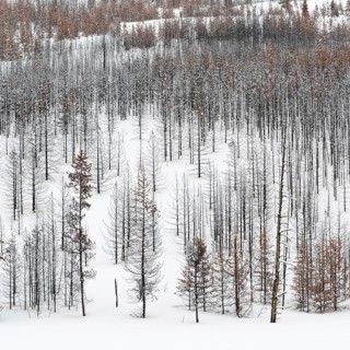 Deadwood... Forest dieback in Yellowstone National Park after fierce forest fires, forest fire,