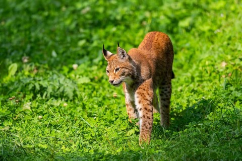 Eurasian lynx (Lynx lynx) on a meadow, Austria, Europe