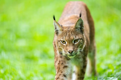 Eurasian lynx (Lynx lynx), portrait, Austria, Europe