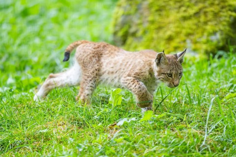 Eurasian lynx (Lynx lynx) youngster on a meadow, Bavaria, Germany, Europe