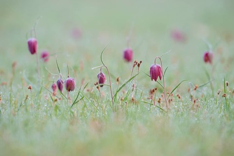 Delicate chessboard flower or lapwing (Fritillaria meleagris), with dew in a meadow at dawn,