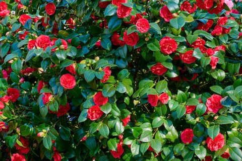 Dense camellia plant with numerous red flowers and green leaves, Keukenhof, Lisse, province of