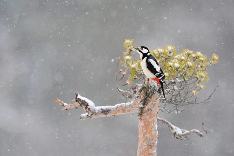 In the snow flurries... Great spotted woodpecker (Dendrocopos major), female sitting on the top of