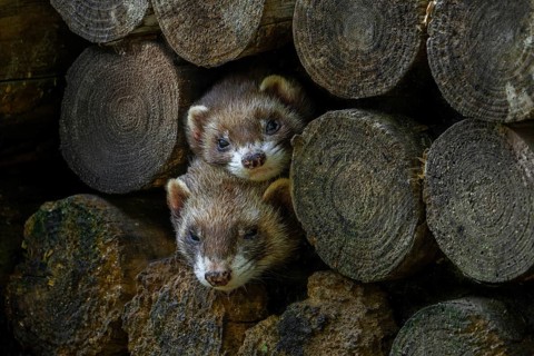 Two European polecats (Mustela putorius) hiding in old wood pile of firewood in forest