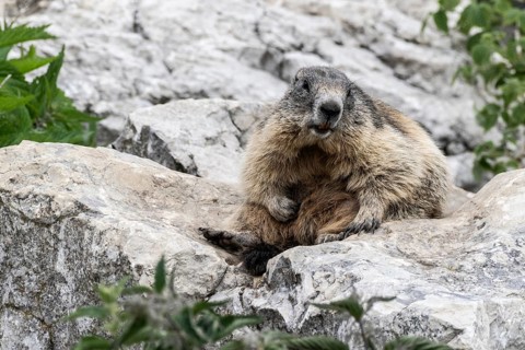 Marmot (Marmota marmota), Monte Baldo, Italy, Europe