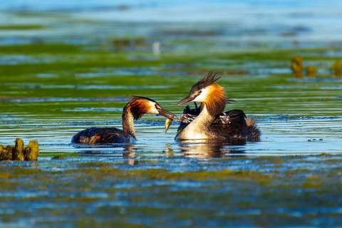 Two great crested grebes on the water, one hands a fish to the other, Great crested grebe,