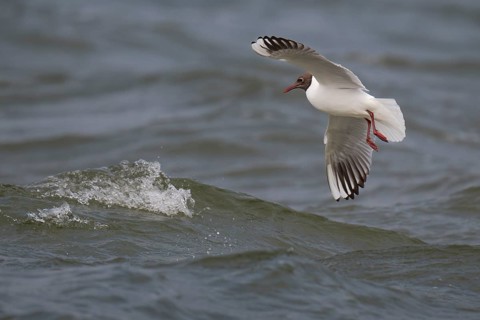 Black-headed gull (Chroicocephalus ridibundus) in summer plumage, flying above the sea surface,