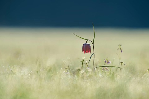Snake's Head Fritillary or lapwing (Fritillaria meleagris), flower stands on a dewy meadow at dawn,
