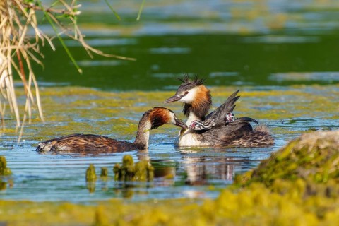 Great crested grebe family with chicks, two adults swimming close to each other, Great crested