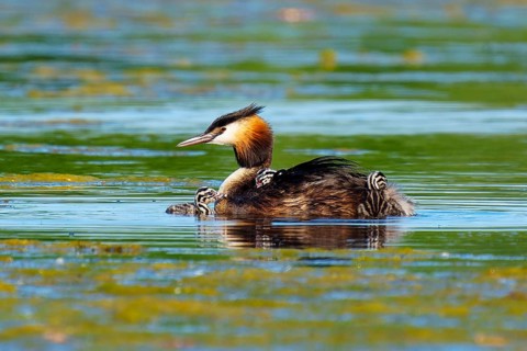 A great crested grebe with chicks on its back swimming in green water, Great crested grebe,