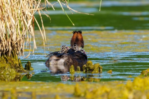 A bird with offspring in the water, surrounded by reeds, the surroundings radiate peace and nature,