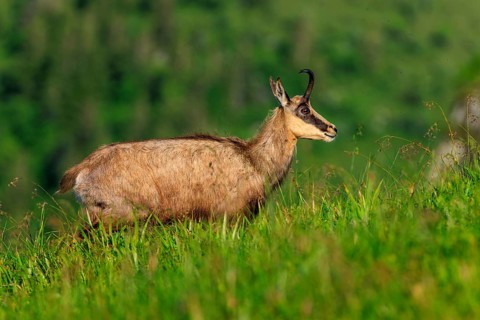 A chamois stands attentively on a green meadow, chamois, chamois, (Rupicapra rupicaprae), wildlife,
