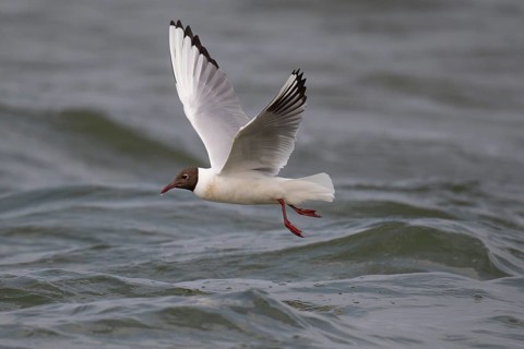 Black-headed gull (Chroicocephalus ridibundus) in summer plumage, flying above the sea surface,